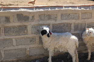 墙边站立的小羊羔