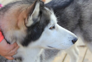 可爱哈士奇被温柔抚摸