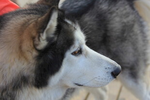 阿拉斯加犬侧颜特写