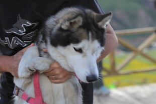 怀抱中的帅气哈士奇