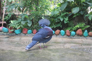 庭院中踱步的蓝色鸽子