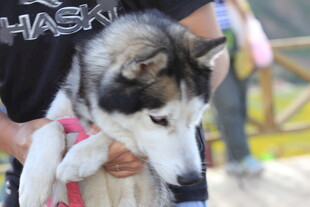 可爱哈士奇被温柔抱在怀中