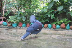 庭院中觅食的灰蓝色鸽子