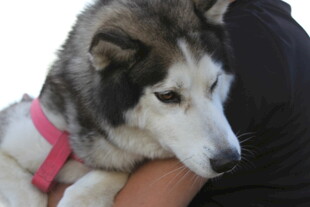 怀抱中的可爱哈士奇