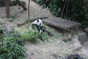 熊猫在户外场地活动