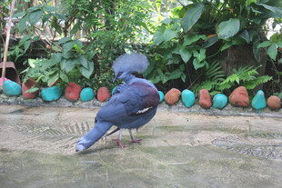 蓝鸟于多彩球旁的自然场景