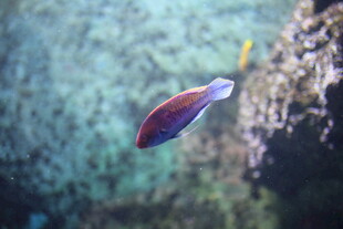 水中游动的彩色小鱼