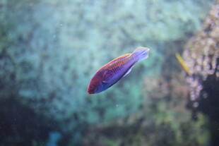 水中游动的彩色小鱼