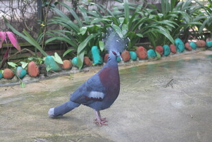 庭院中的美丽鸽子