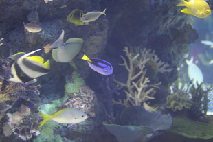 多彩海洋鱼群在珊瑚间游弋