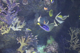 海底多彩鱼群与珊瑚景观