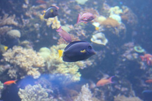 海底游弋的美丽热带鱼