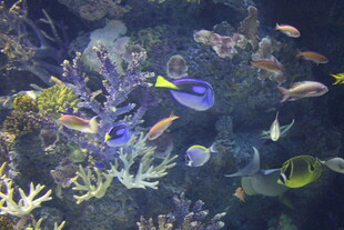 海底多彩鱼群与珊瑚景观