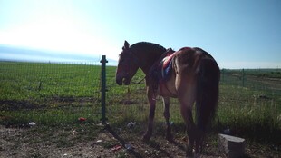 草原上独自站立的骏马