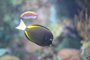 水中游弋的美丽热带鱼