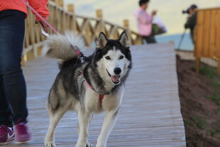 女子牵哈士奇漫步木栈道