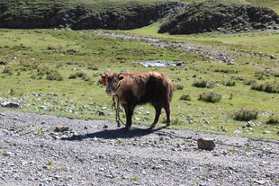草原上的独行牛