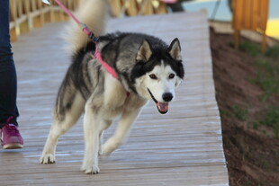 哈士奇在木板路上快乐行走