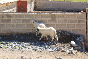 墙边站立的两只小羊羔