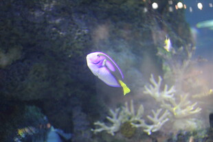 紫色海鱼悠游于珊瑚间