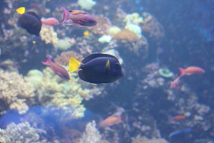 海底游动的多彩热带鱼