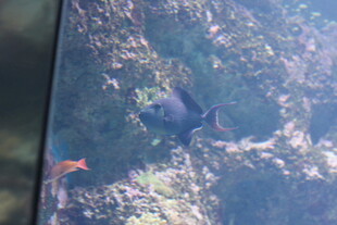 鱼缸中的多彩鱼类