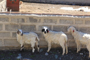 墙边站立的几只小羊