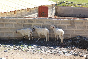 墙边站立的几只小羊