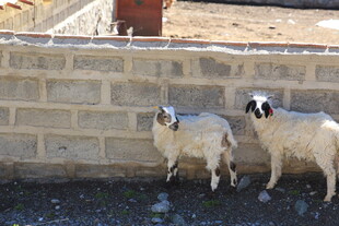 墙边站立的两只山羊