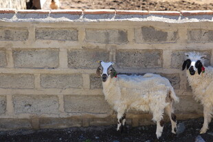 墙边站立的两只小羊