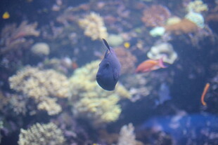 海底游动的多彩小鱼