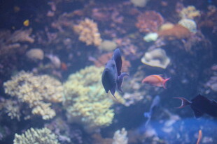 海底潜水员与多彩珊瑚