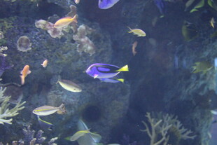 多彩海洋鱼群在水中畅游