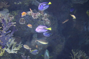 海底多彩鱼类畅游画面