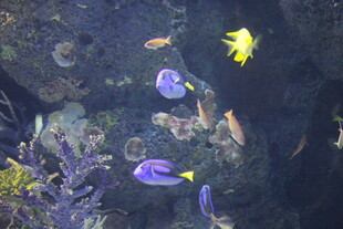 海底多彩热带鱼群景观