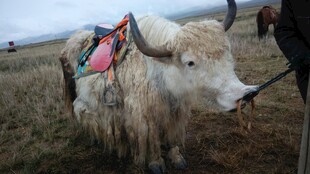 草原上的装饰牦牛