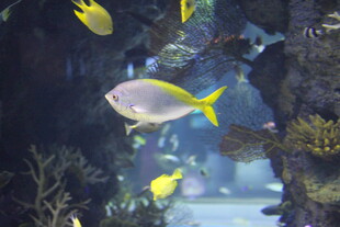 海底游鱼 灵动的水中精灵