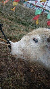 羊头特写 背景彩旗飘扬