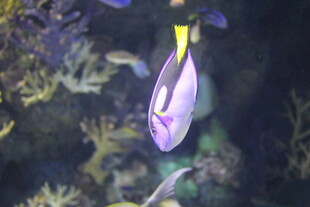 水中摇曳的紫色鸢尾花