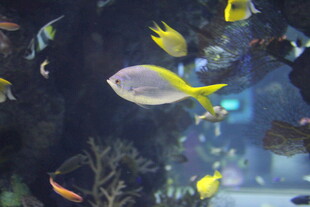 水族馆中游动的多彩鱼类