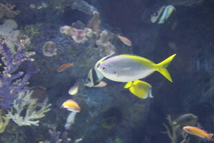 海洋中游动的多彩小鱼