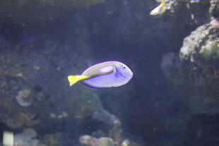 水中悠游的紫色热带鱼