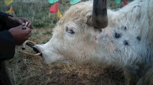人与牦牛互动喂食场景