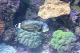 珊瑚礁中的美丽热带鱼