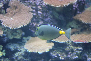 海洋中游动的美丽刺尾鱼