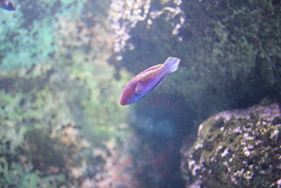 海底游动的彩色小鱼