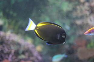 海洋中游动的美丽热带鱼