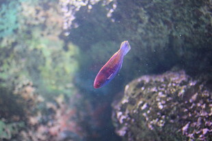 水中游动的彩色小鱼