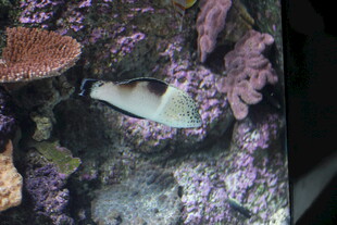 水族馆中的美丽热带鱼