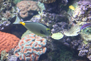 海底珊瑚与游动的热带鱼